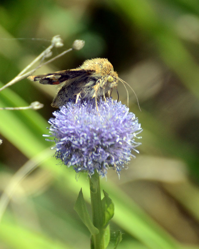 Farfalla da identificare